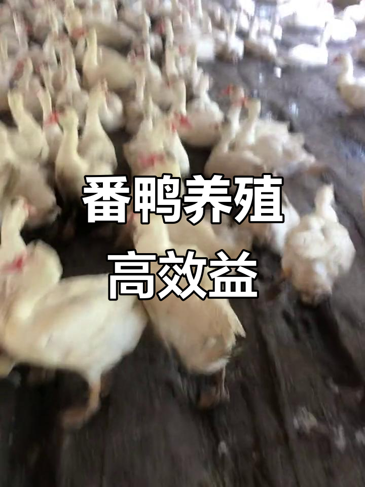 大种番鸭效益大揭秘，一天上苗效果惊人