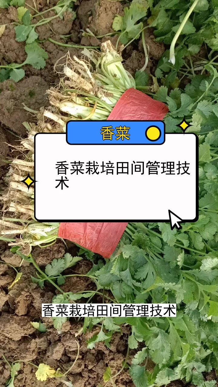 香菜栽培田间管理技术 三农种植 农业