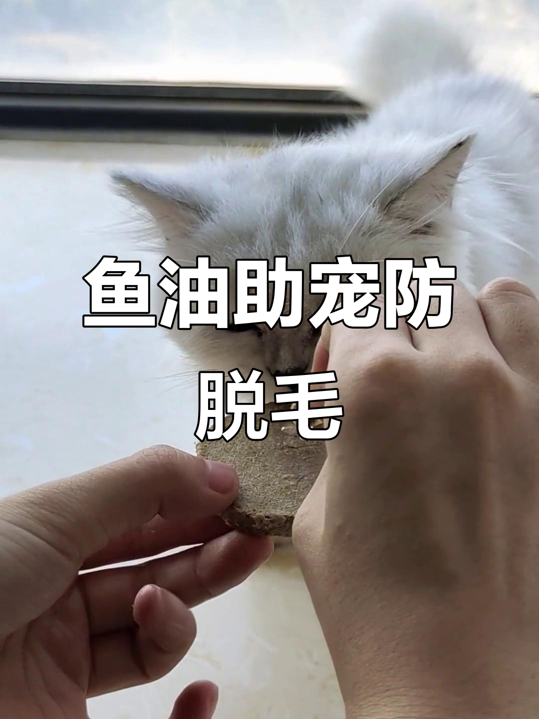 鱼油让宠物掉毛减少,效果惊人!