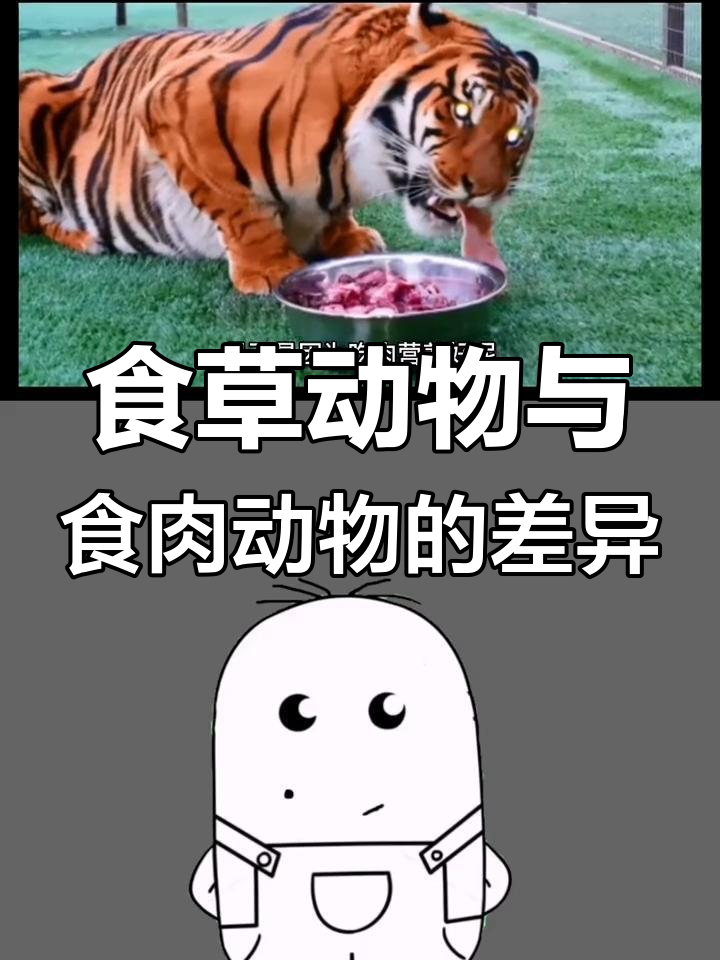 老虎为何只吃肉?