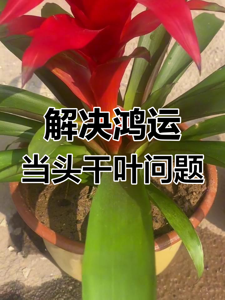 鸿运当头叶片干尖?这些原因你得知道