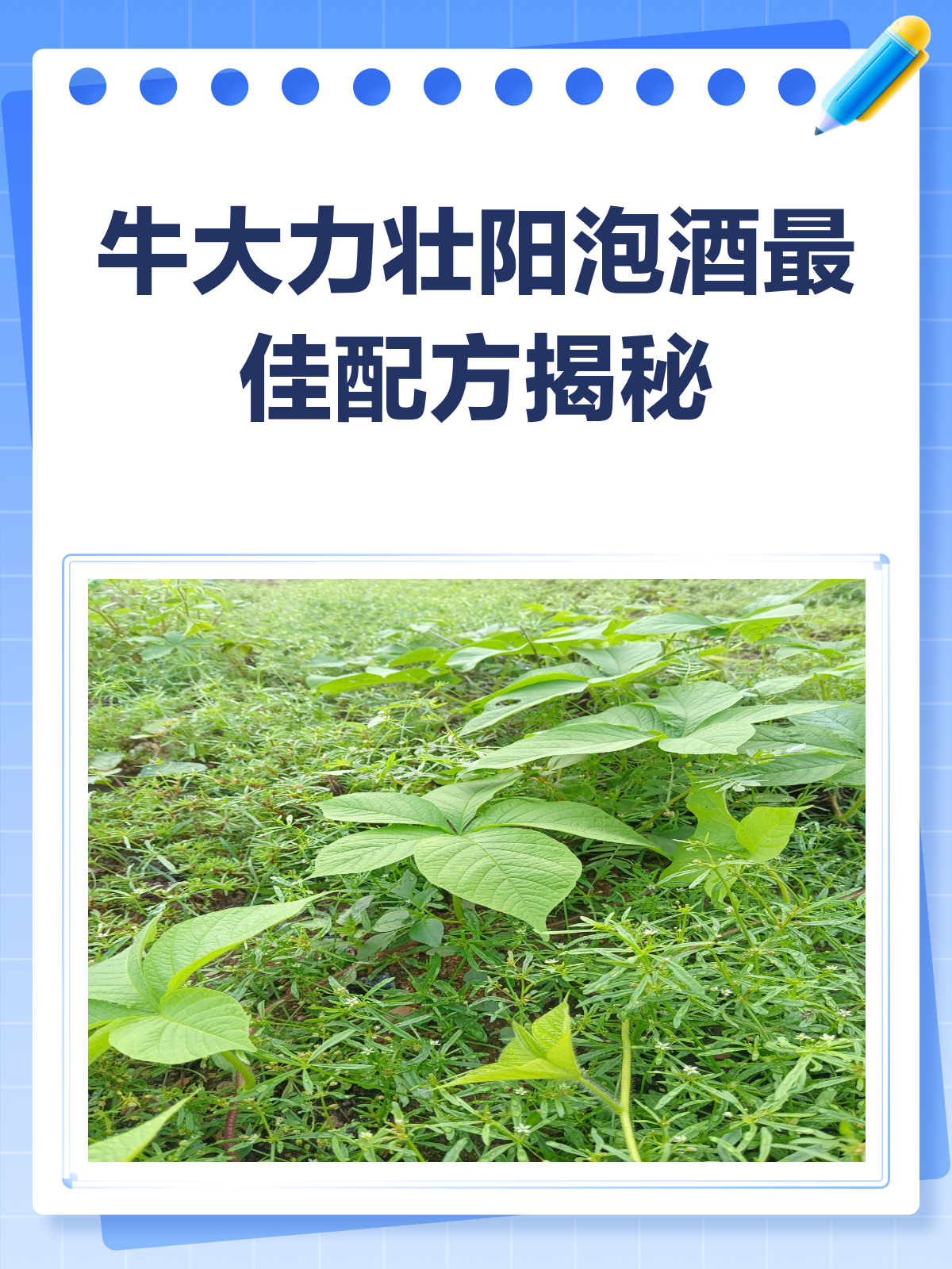 牛大力壮阳泡酒,这样配才有效!