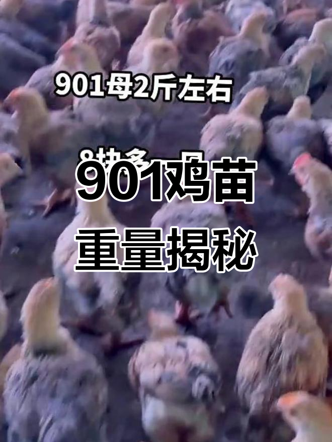 901鸡苗平均重约2斤,18,000只童鸡待售