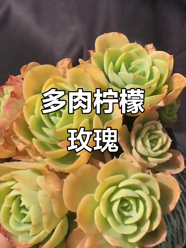 柠檬玫瑰：景天科多肉植物，秋冬叶变红