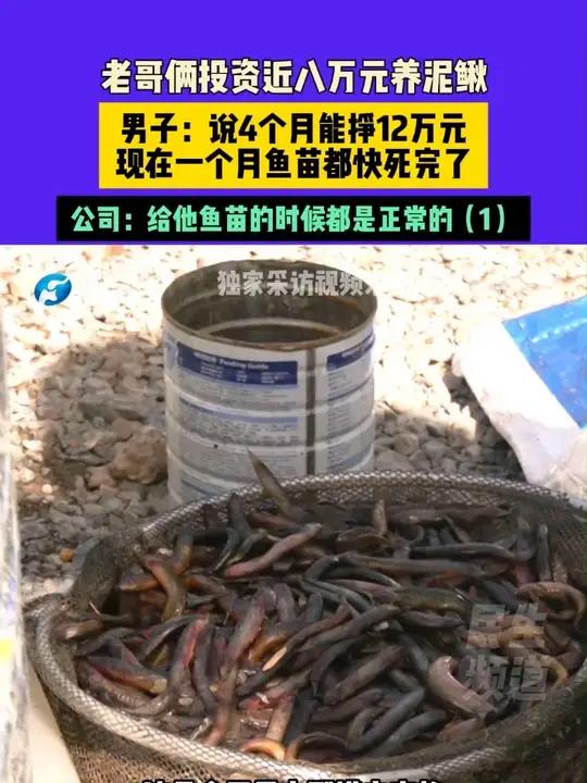 4月30日(发布)河南焦作,老哥俩投资近八万元养泥鳅,男子:说4个月能挣12万元,现在一个