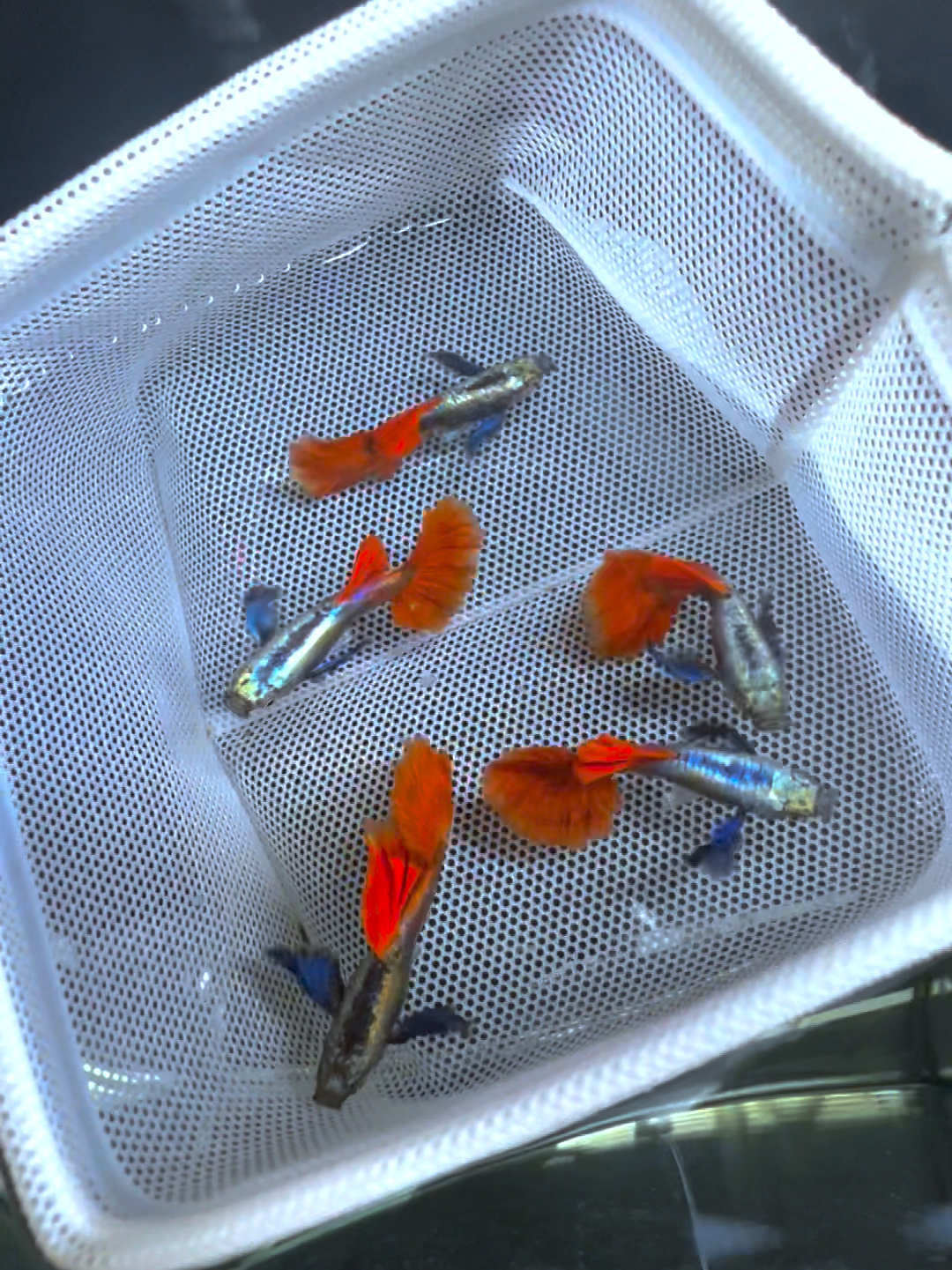 白金红尾象耳孔雀鱼