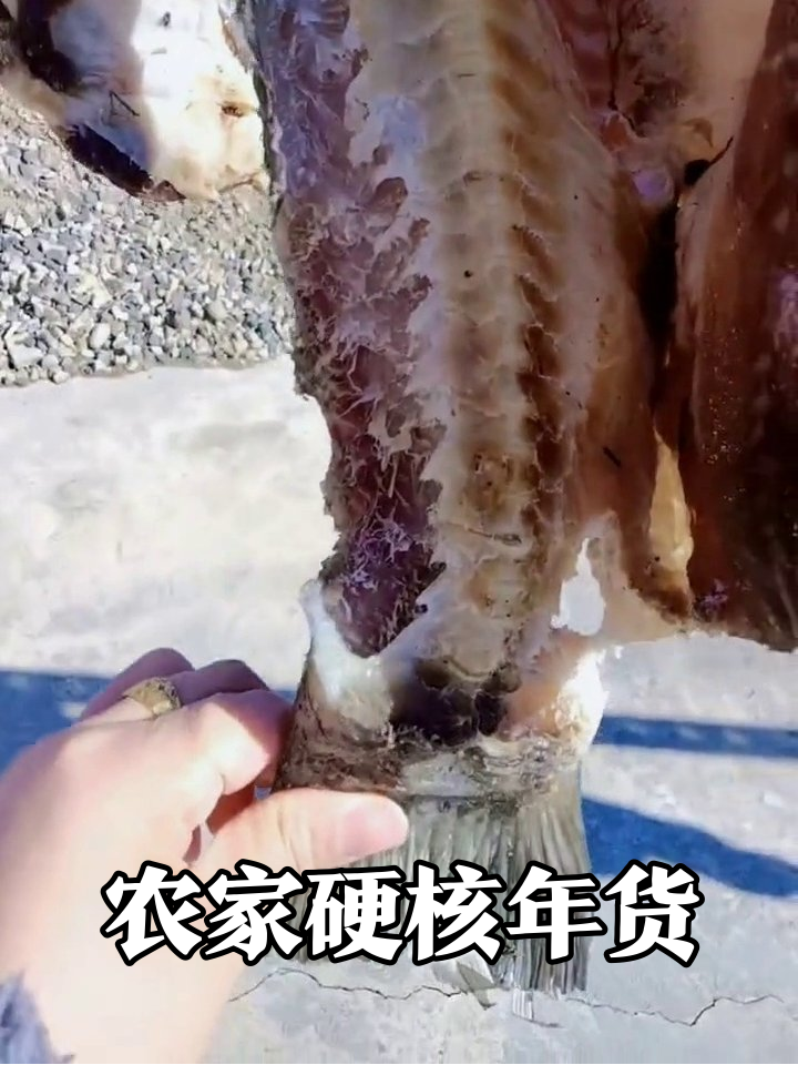 农家硬核年货现场:香肠成串鱼干巨型,摩托车都得让道