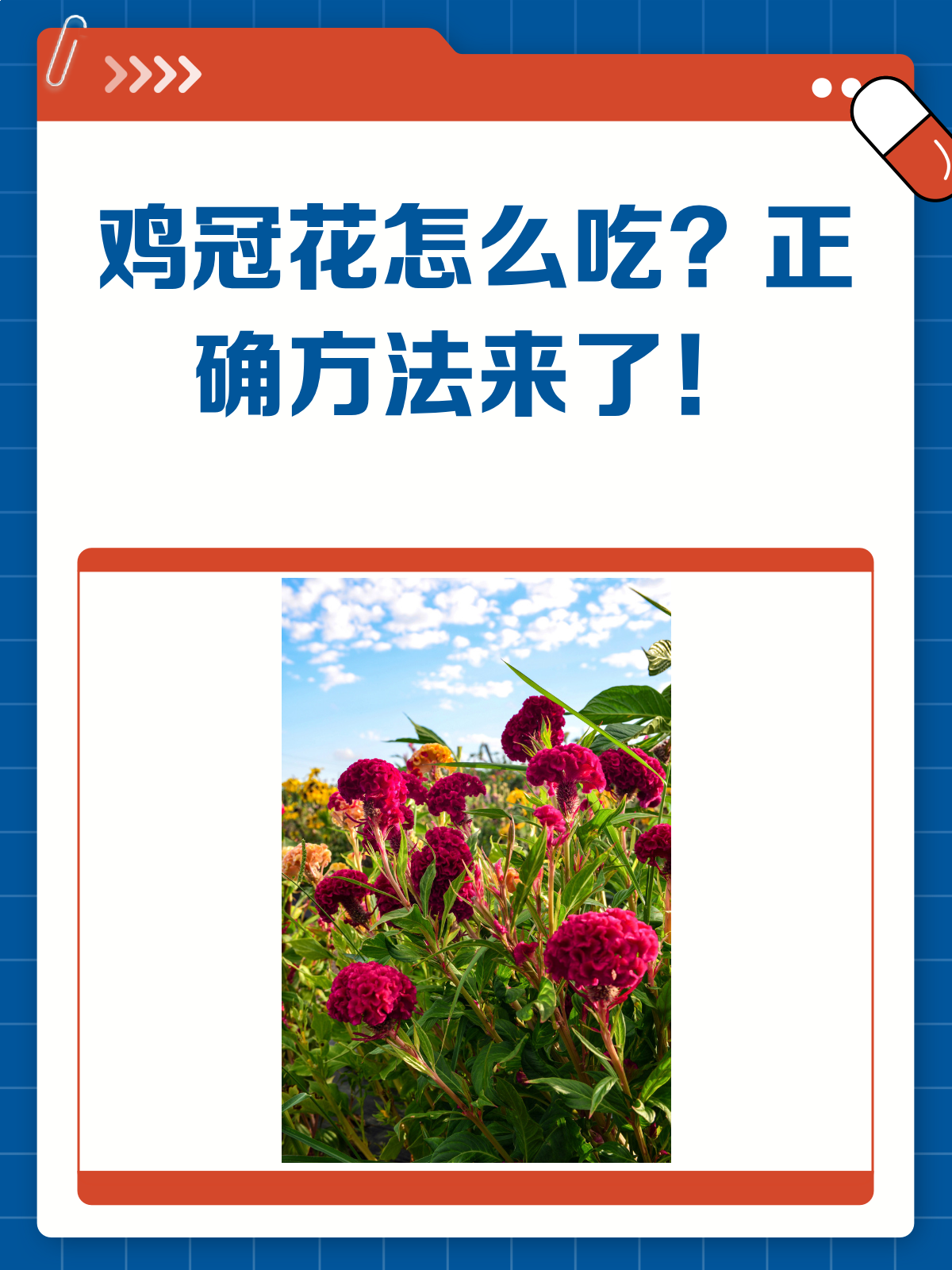 鸡冠花怎么喝?正确方法教你煮出健康!