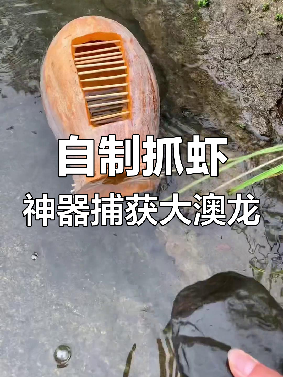雨季后河边龙虾成群,自制抓虾神器效果惊人
