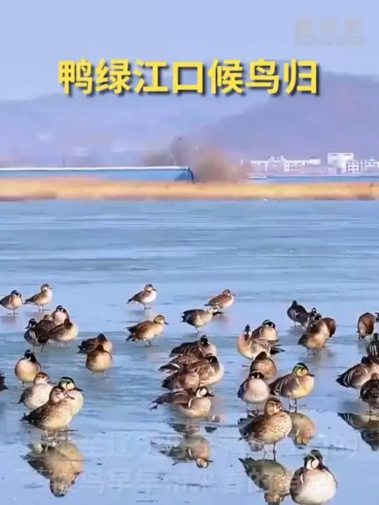 鸭绿江口候鸟归 气温尚低、江上冰面仍未完全消融,迁徙至辽宁丹东鸭绿江口的候鸟早早带来春的消