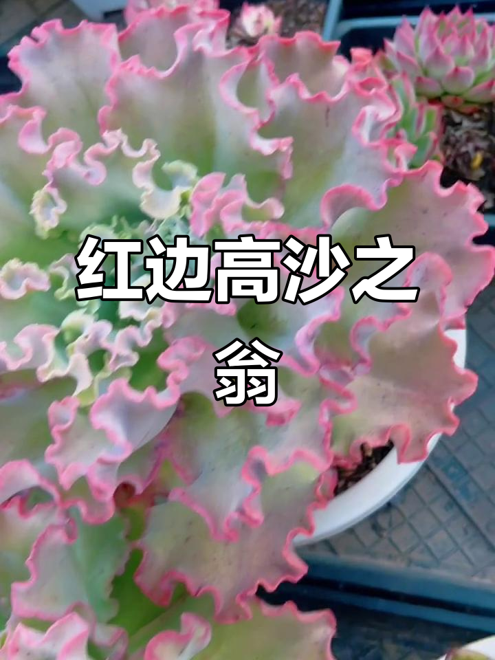 高沙之翁:红边波浪裙摆,多肉植物新宠!