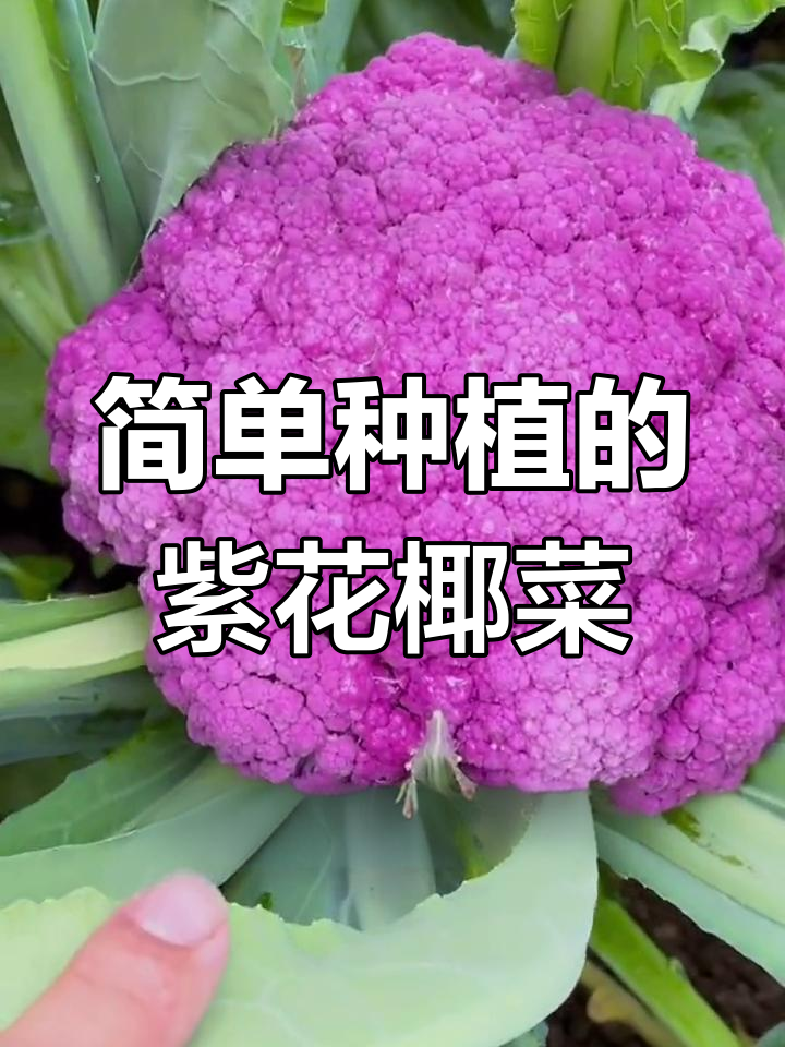 紫色花椰菜,颜值与营养并存,阳台小院轻松种