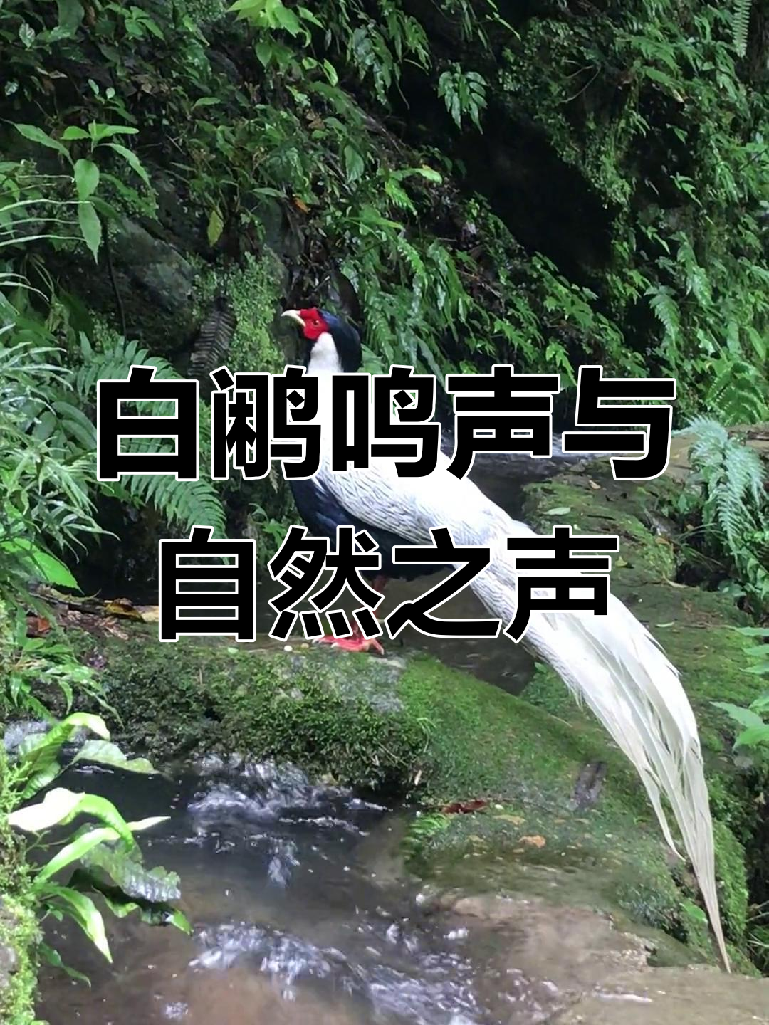 聆听白鹇叫声与大自然的声音,感受宁静之美