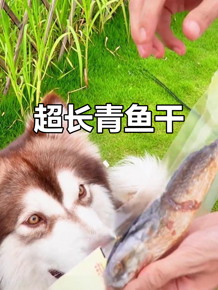深海青鱼干,狗狗健康新秘密