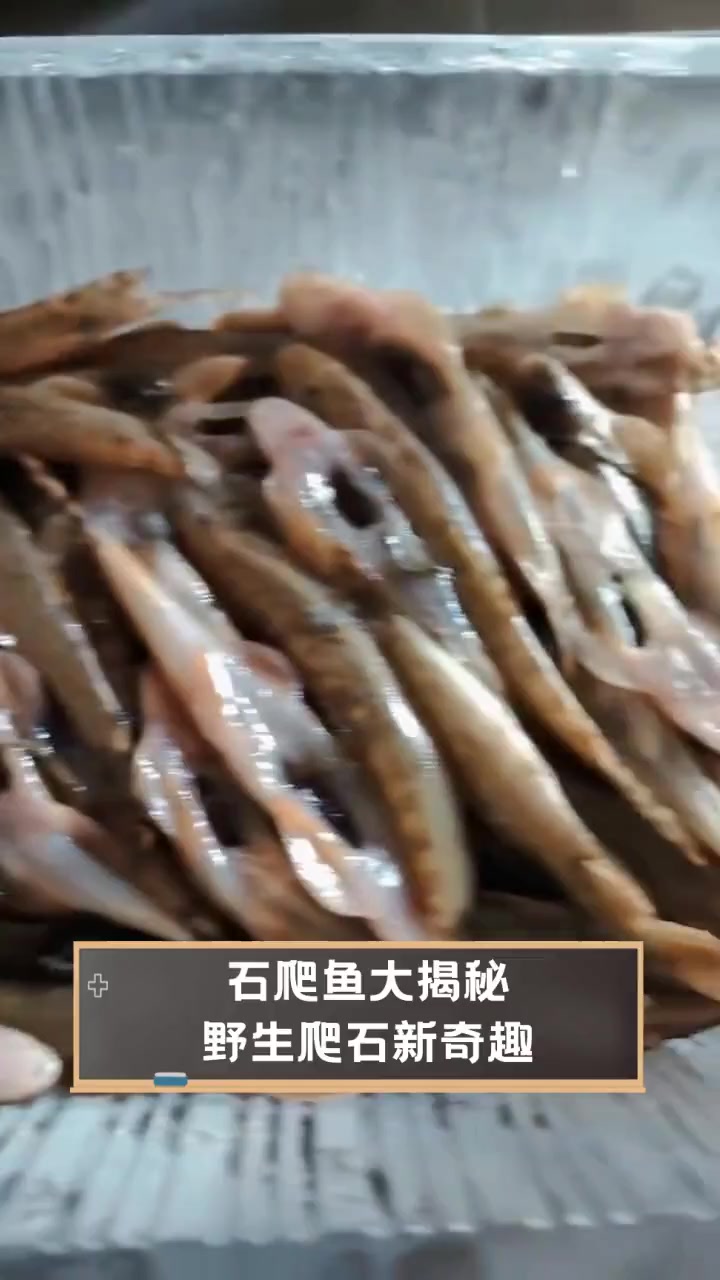 石爬鱼大揭秘,野生爬石新奇趣