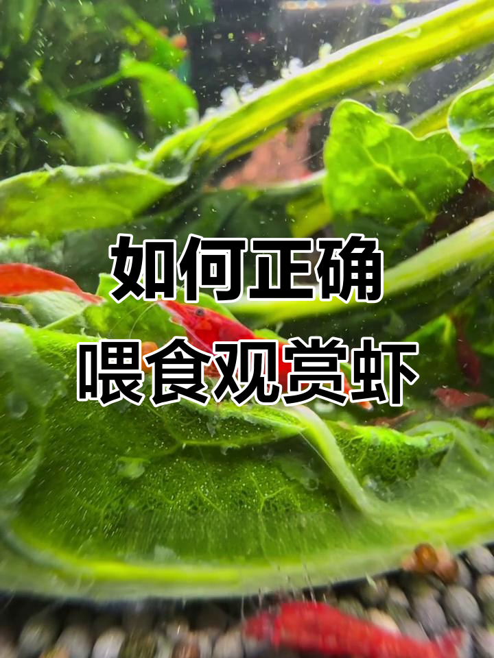 观赏虾喂菠菜的正确方法，如何处理才能避免水质破坏