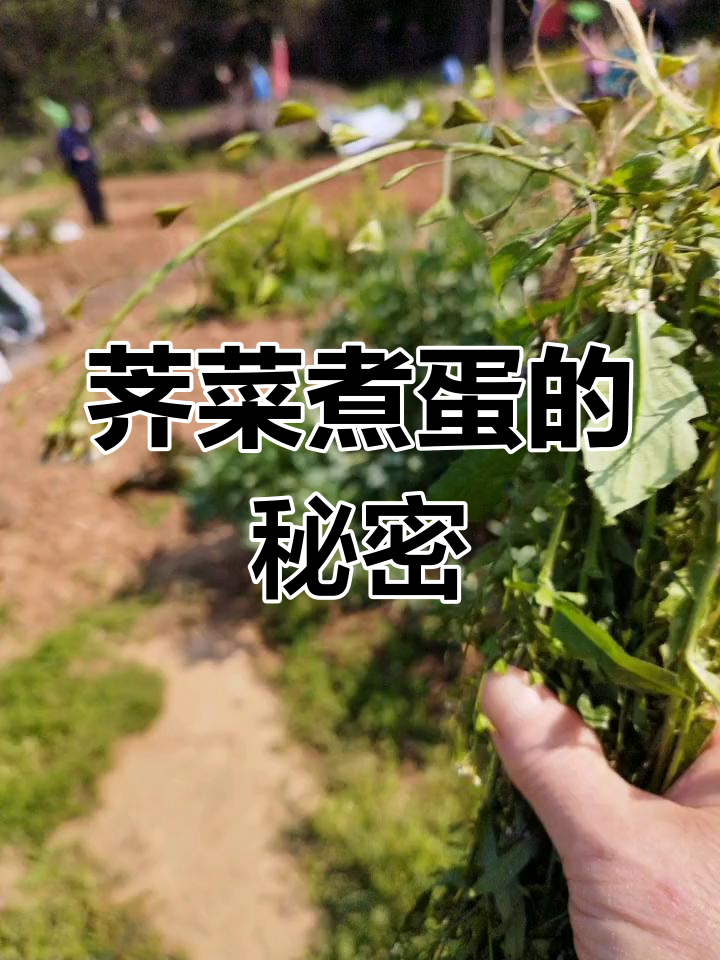 三月三荠菜煮鸡蛋,竟有这些神奇作用!