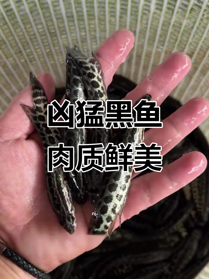 黑鱼乌鱼杂交优势,淡水养殖新选择