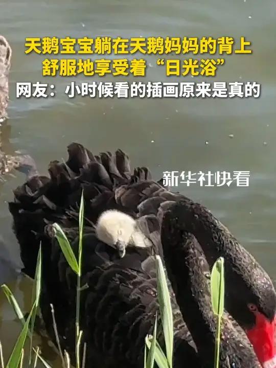 天鹅宝宝躺在天鹅妈妈的背上,舒服地享受着“日光浴”,网友:小时候看的插画原来是真的(来源: