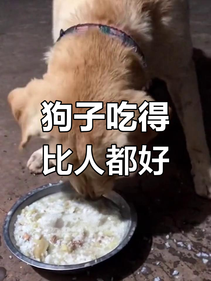 王子狗的田园生活,吃水果蔬菜比人还幸福