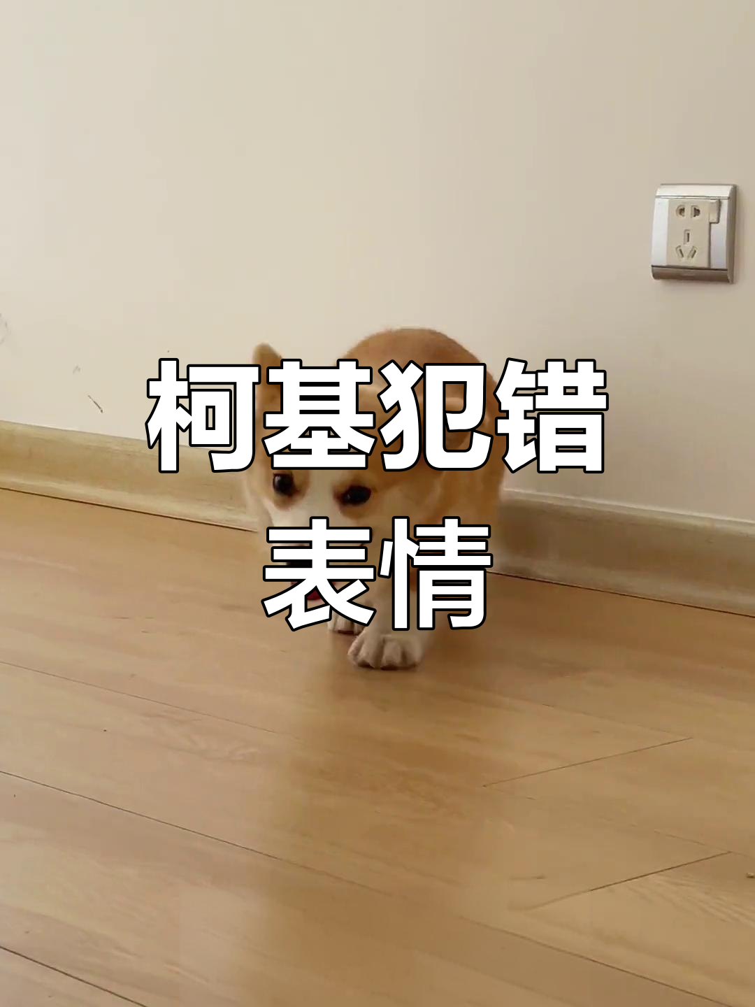 柯基的捣蛋表情包,家里要遭殃了