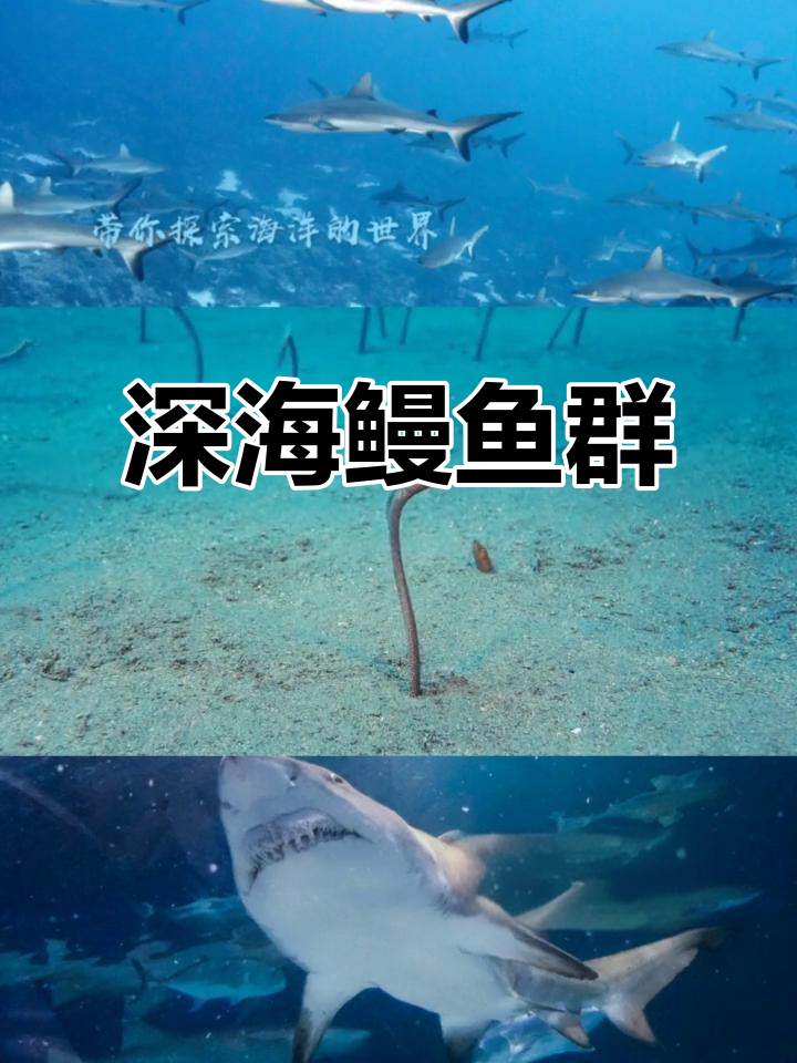 海底鳗鱼群,密恐慎入!