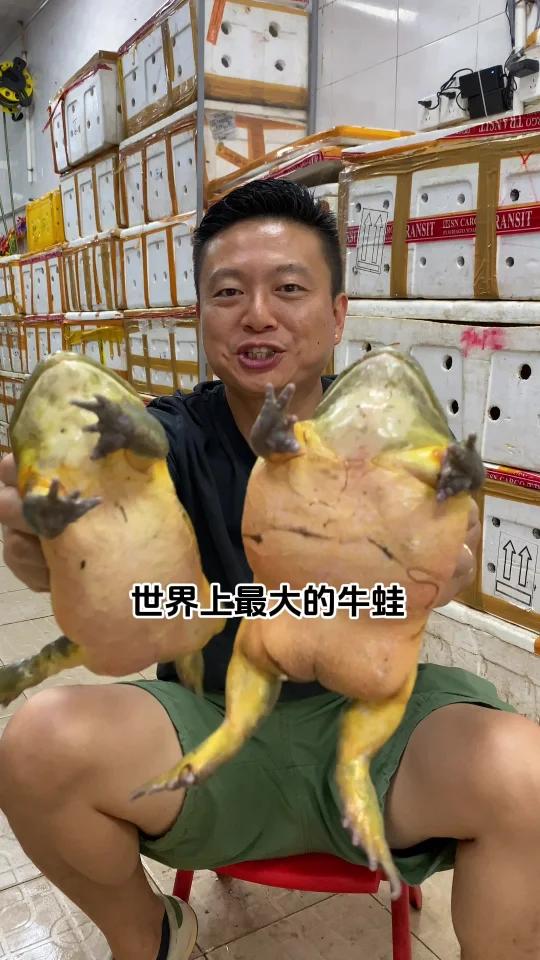 世界上最大的牛蛙,非洲牛箱头蛙!和蓝鳍金枪鱼强强联手做一道美蛙鱼头,尝尝味道怎么样!
