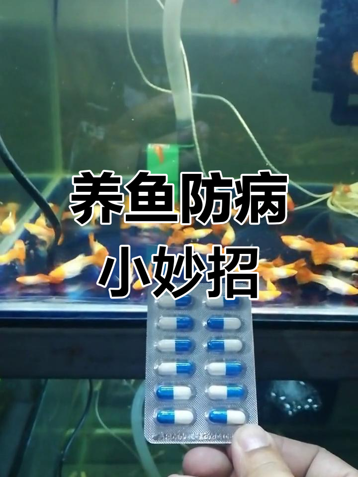 春季养鱼,预防内外寄与肠炎,胶囊加庆大霉素轻松搞定!