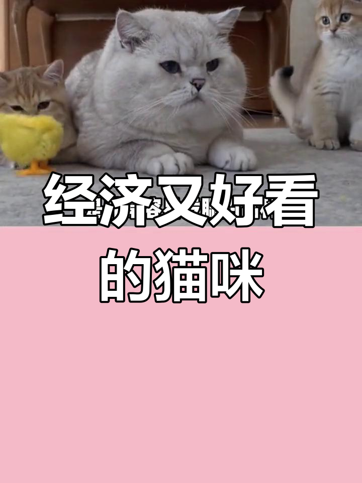适合新手养的三种美猫
