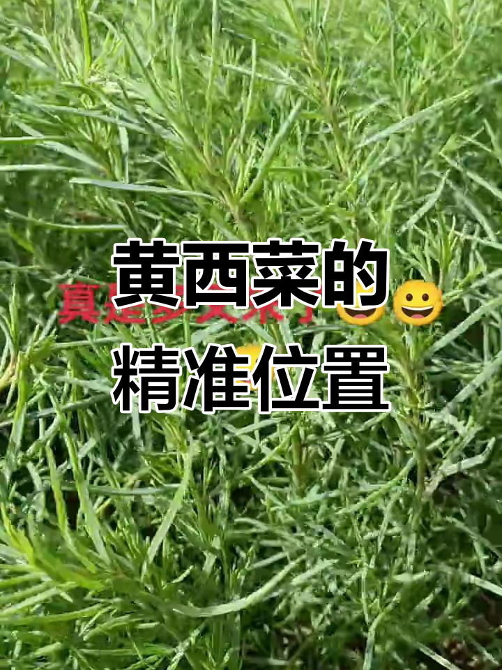 全是黄西菜,位置超准!
