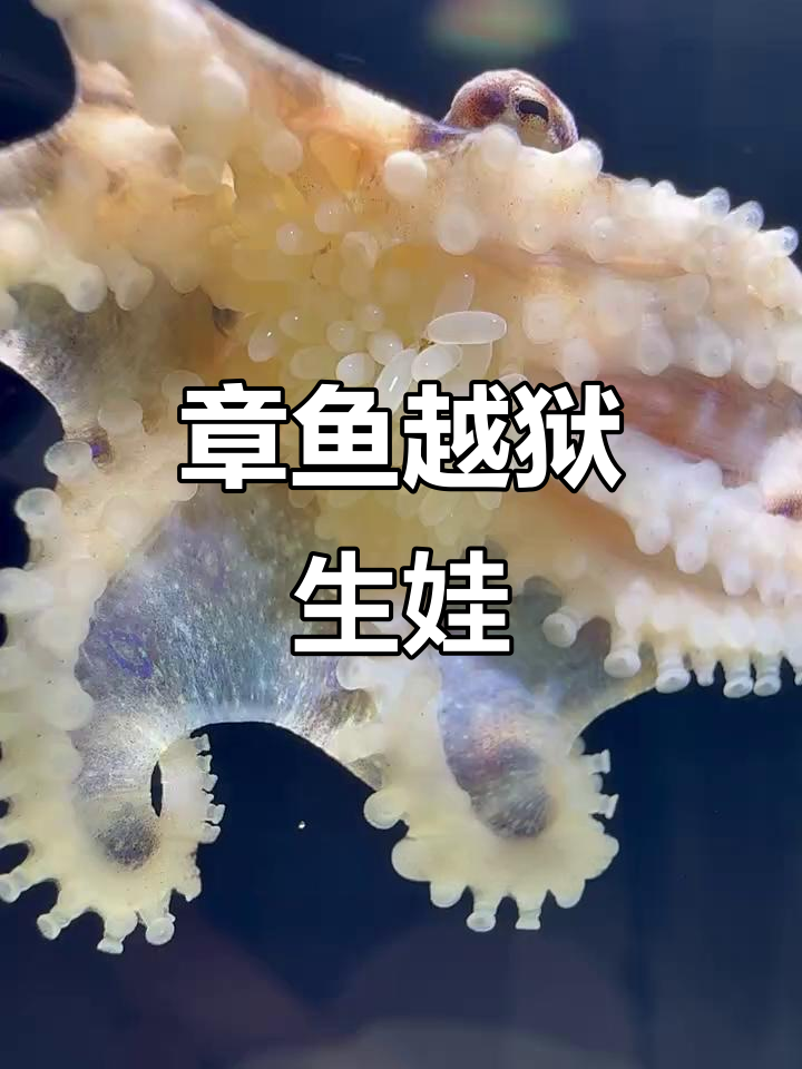 蓝环章鱼逃跑产卵,竟然躲过滤袋里!