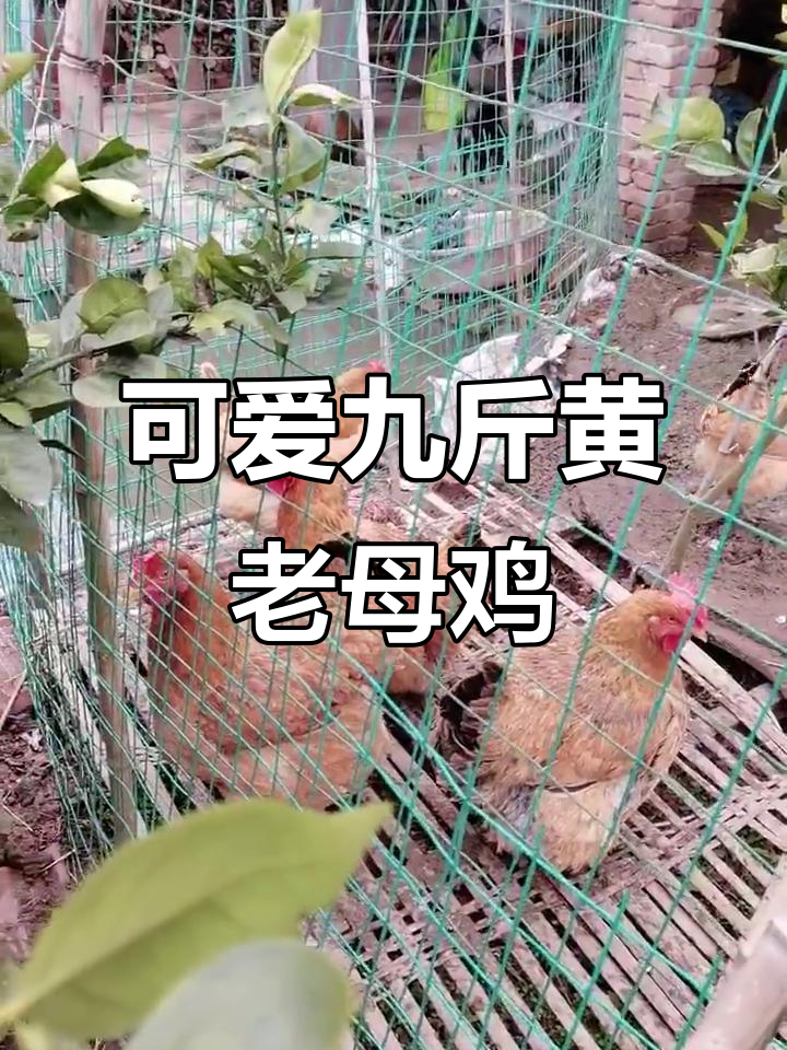 呆萌九斤黄老母鸡,憨态可掬惹人爱