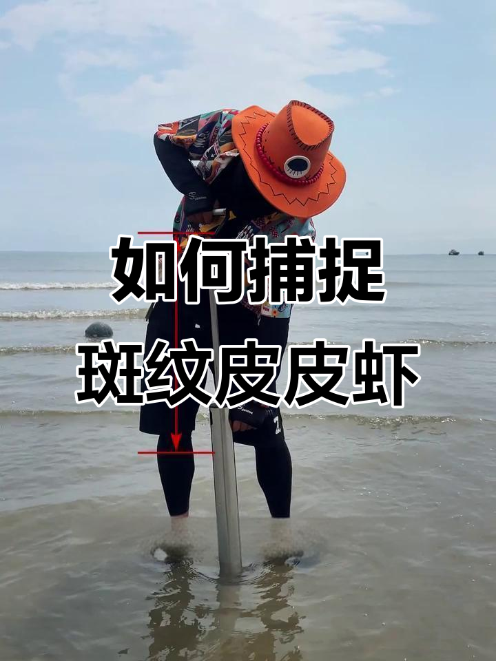 斑纹皮皮虾抓捕技巧,酥皮椒盐做法大揭秘