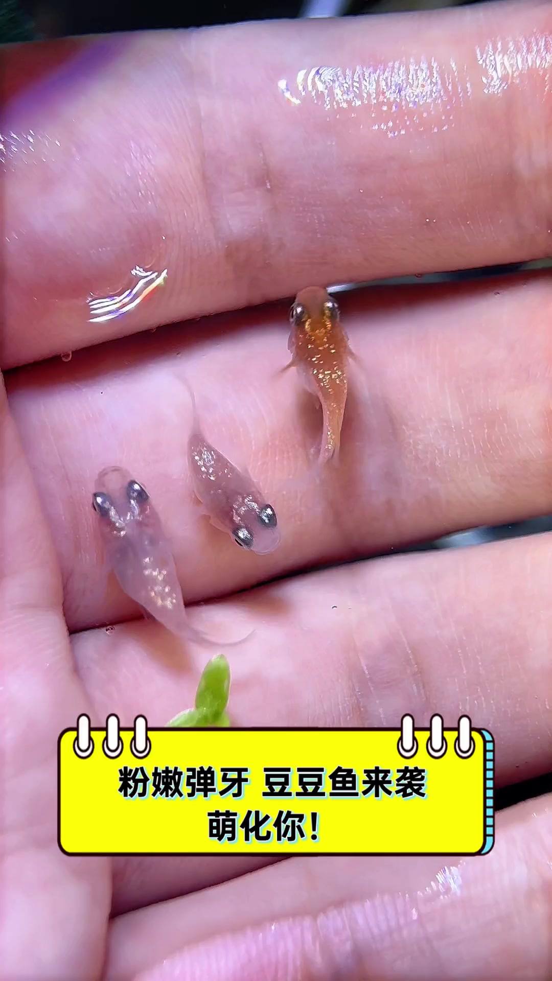 粉嫩弹牙,豆豆鱼来袭,萌化你!