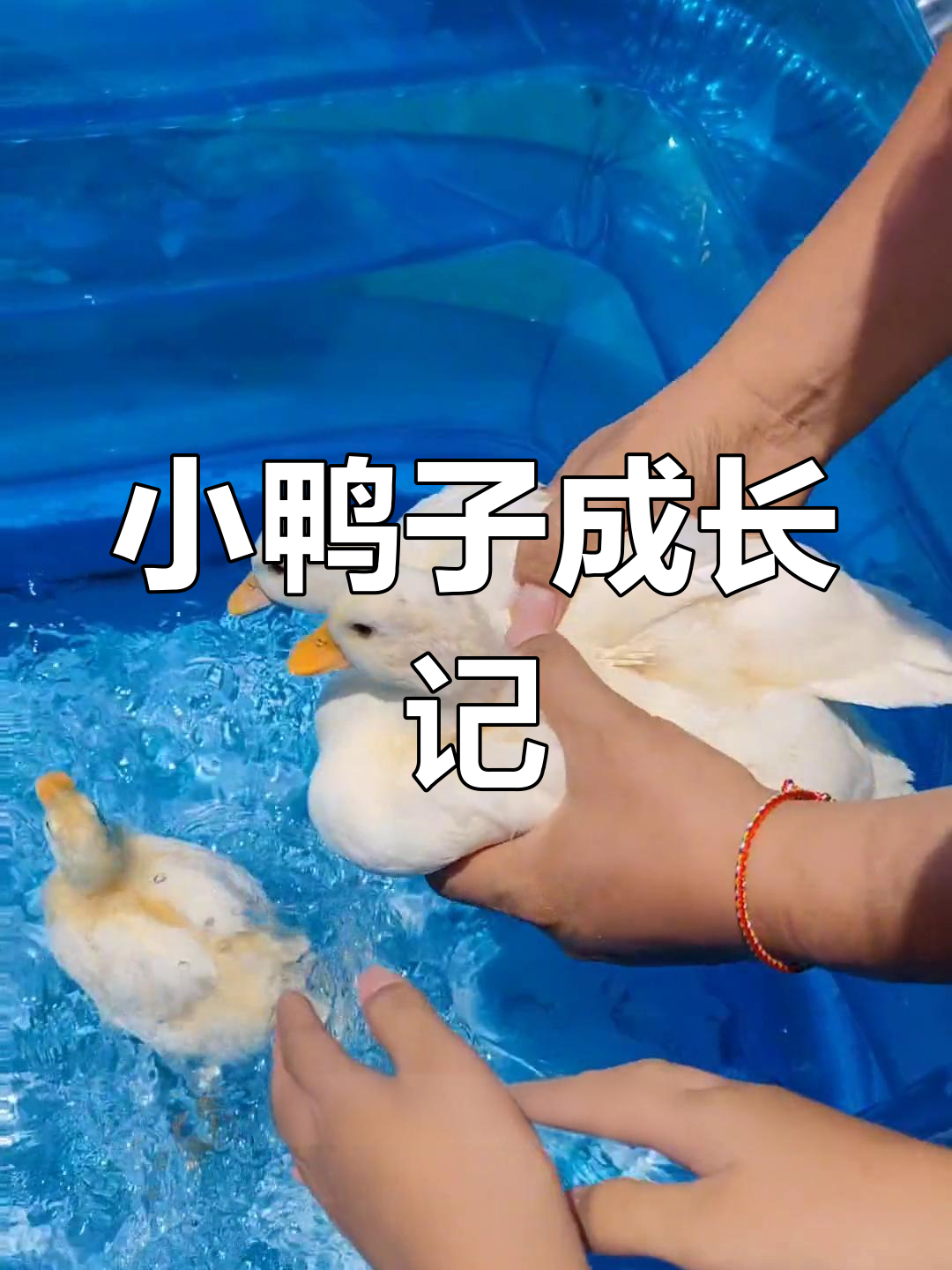 柯尔鸭从五天到一个月,变化惊人!
