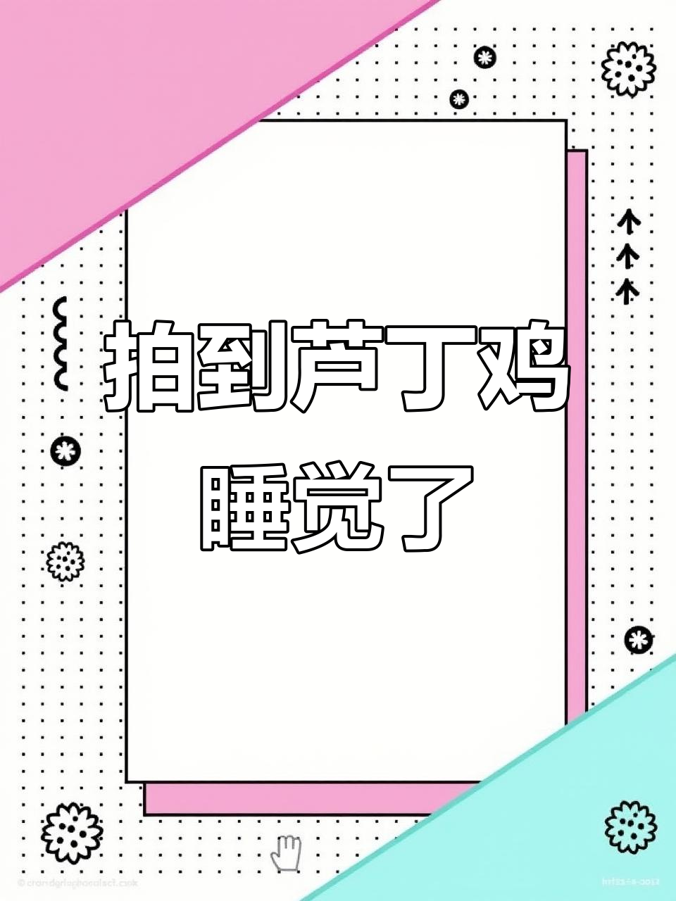 芦丁鸡睡觉画面大揭秘,竟然喜欢这样窝在一起!