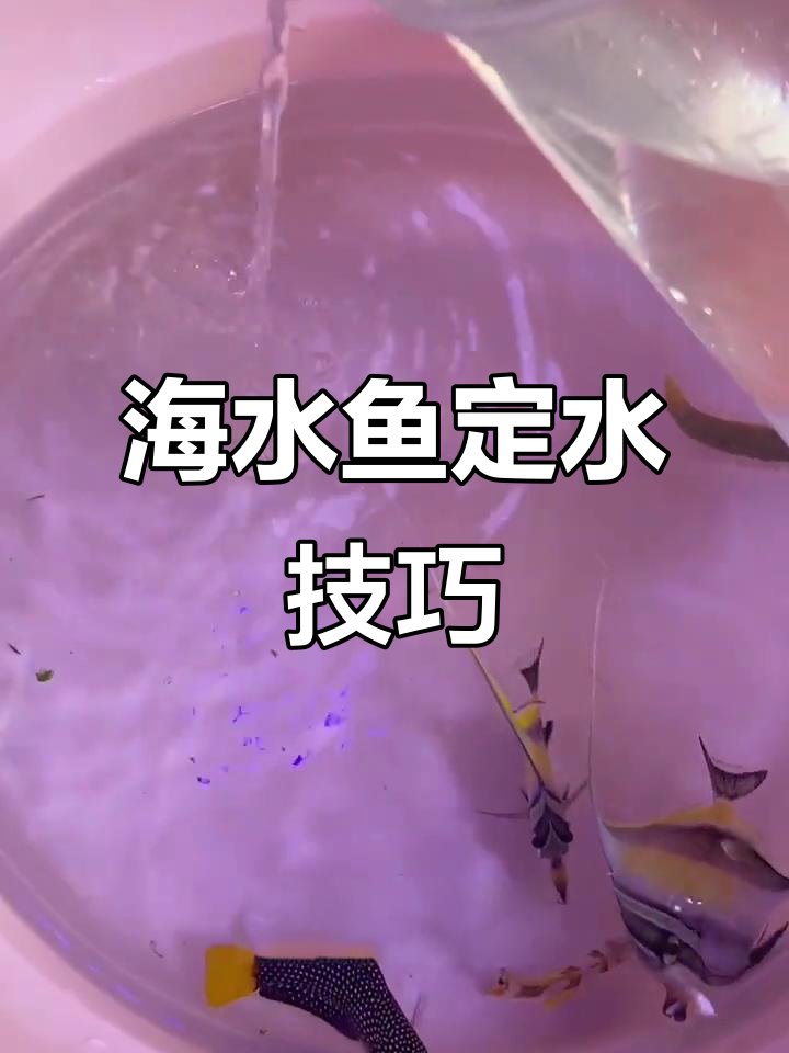 新鱼到家全流程揭秘,如何让它们快速适应新环境