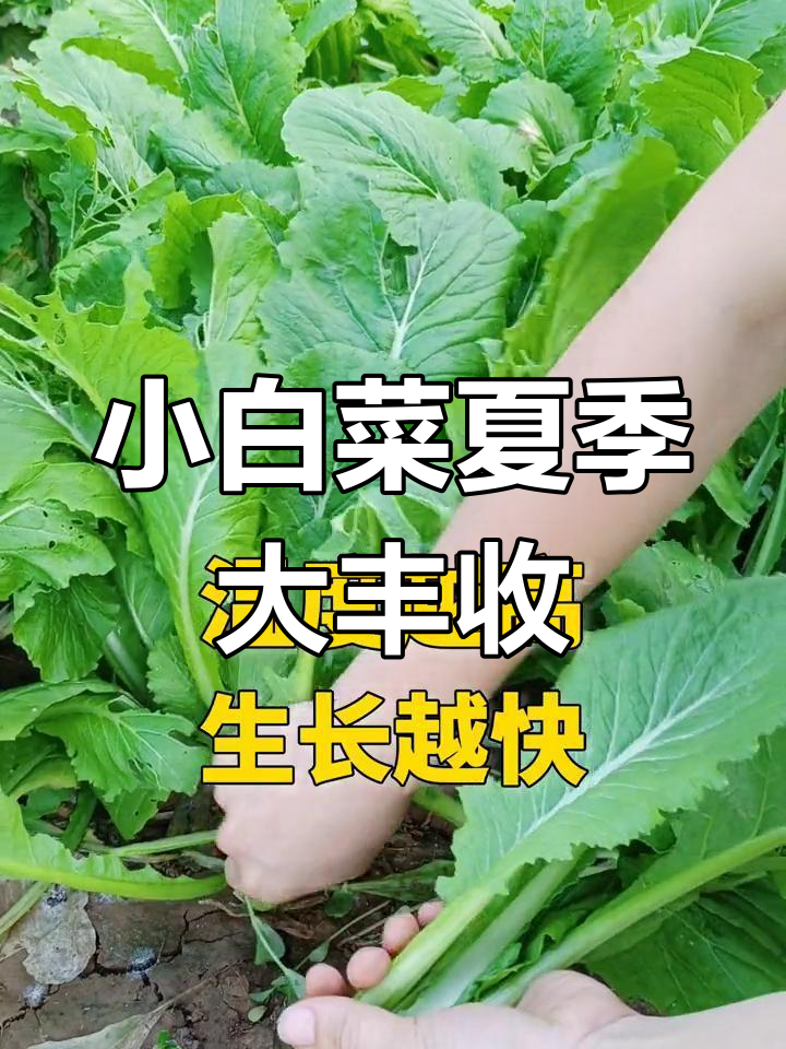夏季高温,小白菜依旧茁壮生长,15天收获满满!