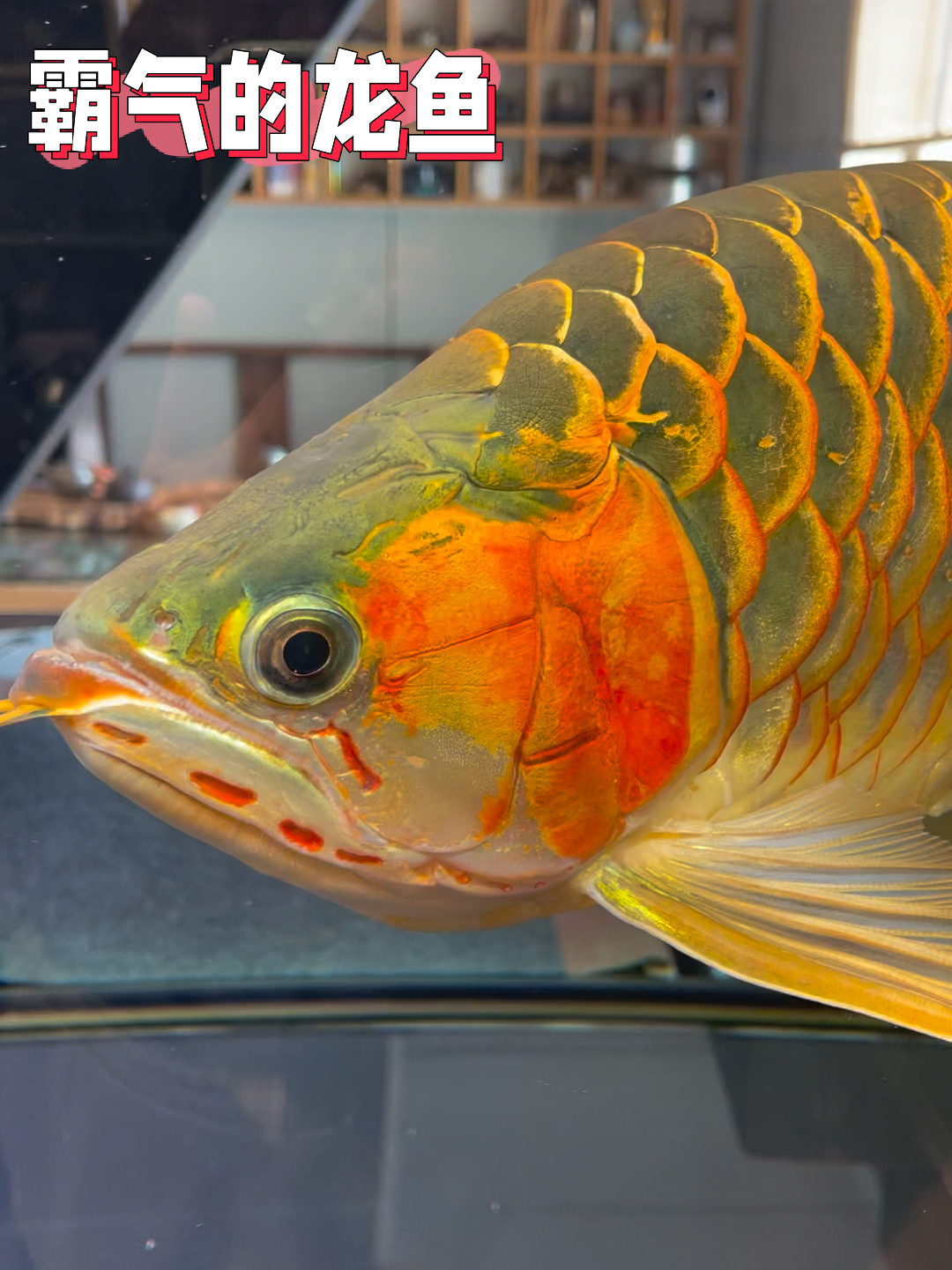 金龙鱼威猛霸气十足不可一世