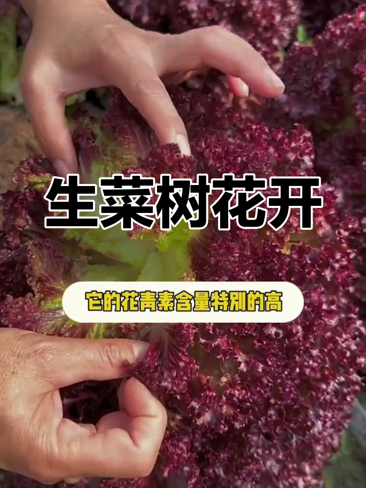 没想到吧,生菜也能开花!花青素丰富,赶紧试试种一株