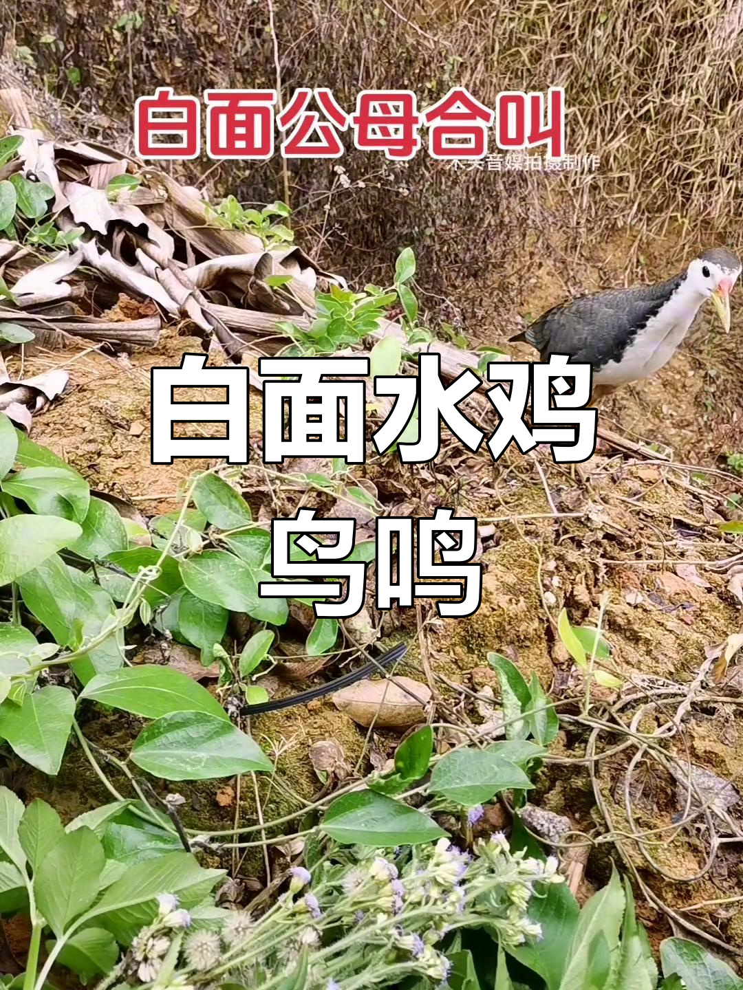 四季通用白面水鸡叫声,清脆悦耳