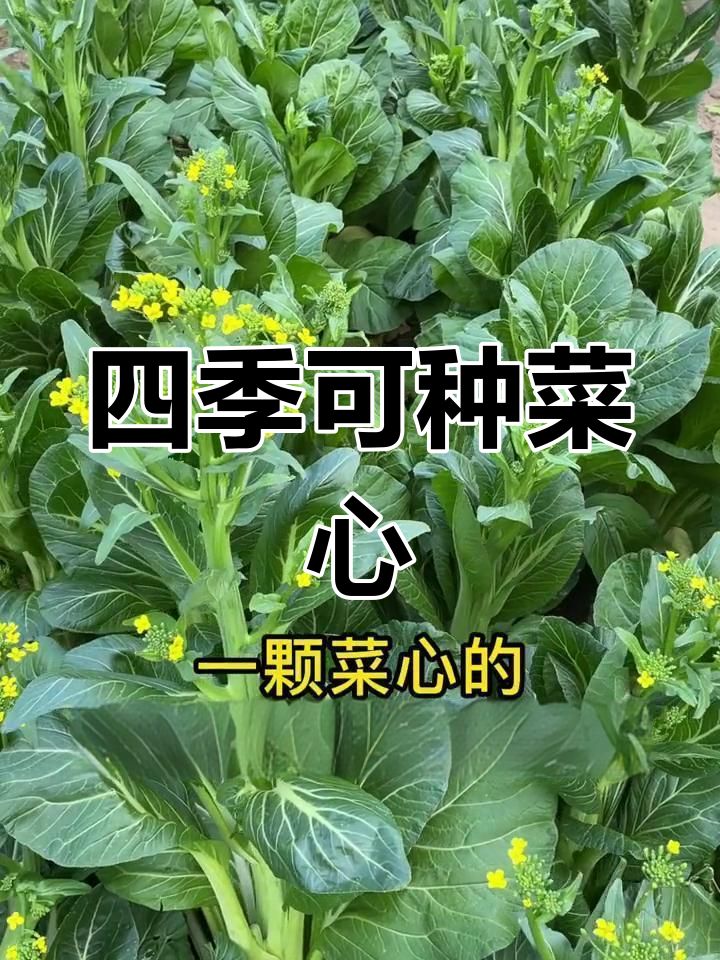 菜心:四季皆宜的蔬菜