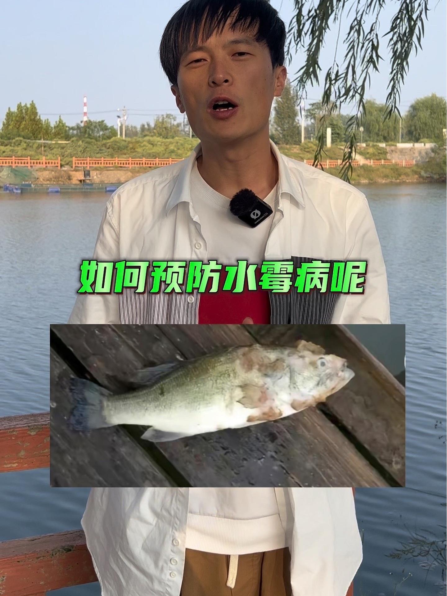 如何预防水霉病呢?四大家鱼养殖 水产养殖技术 水产人 水霉 养鱼