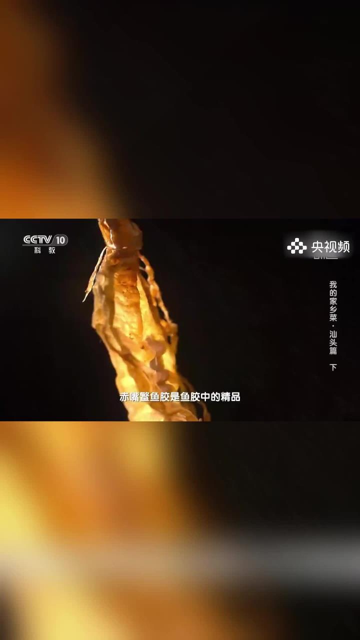 赤嘴鳘鱼营养价值高,用它制作出的鱼胶在世界排名前五名