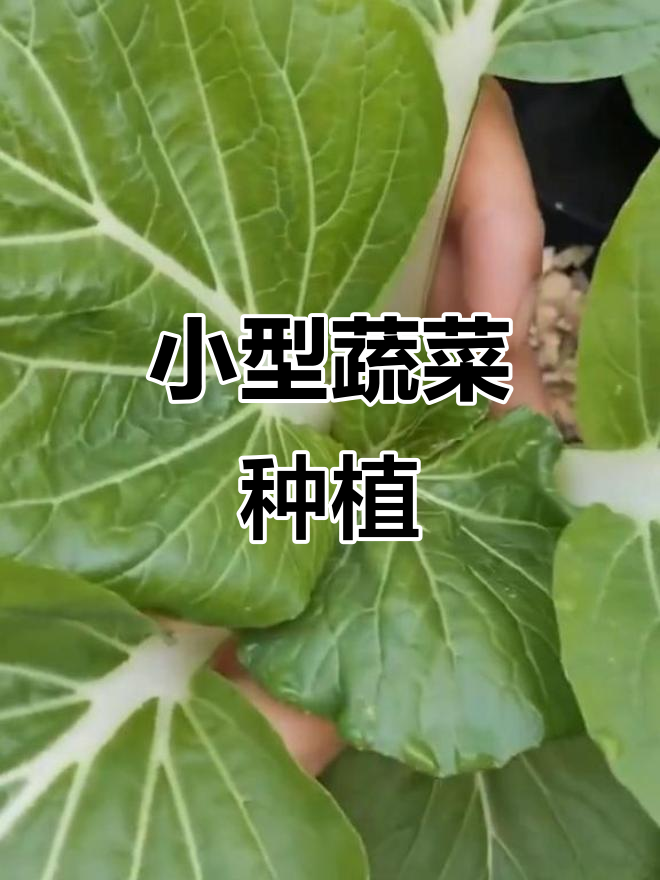 四季小青菜,矮杆青梗,阳台盆栽轻松种植