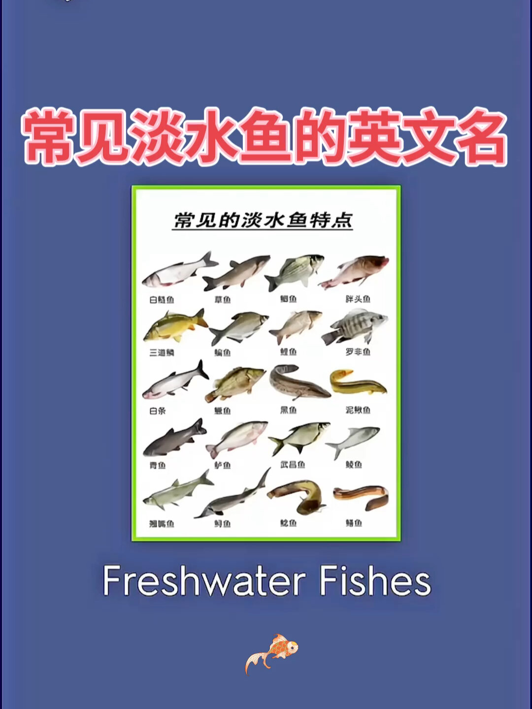 常见淡水鱼的英文名