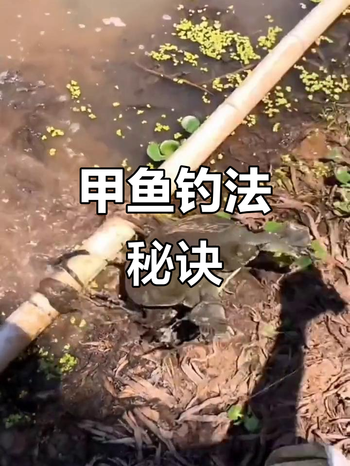 甲鱼钩搭配猪肝,钓鱼效果更佳