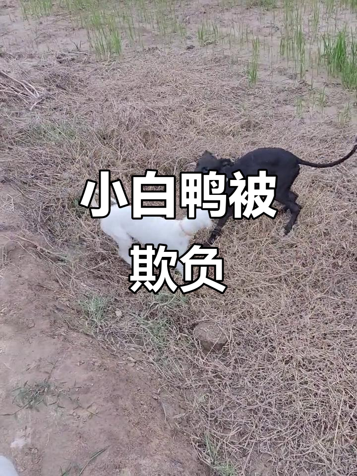 哥哥欺负小白鸭,妈妈气坏了!