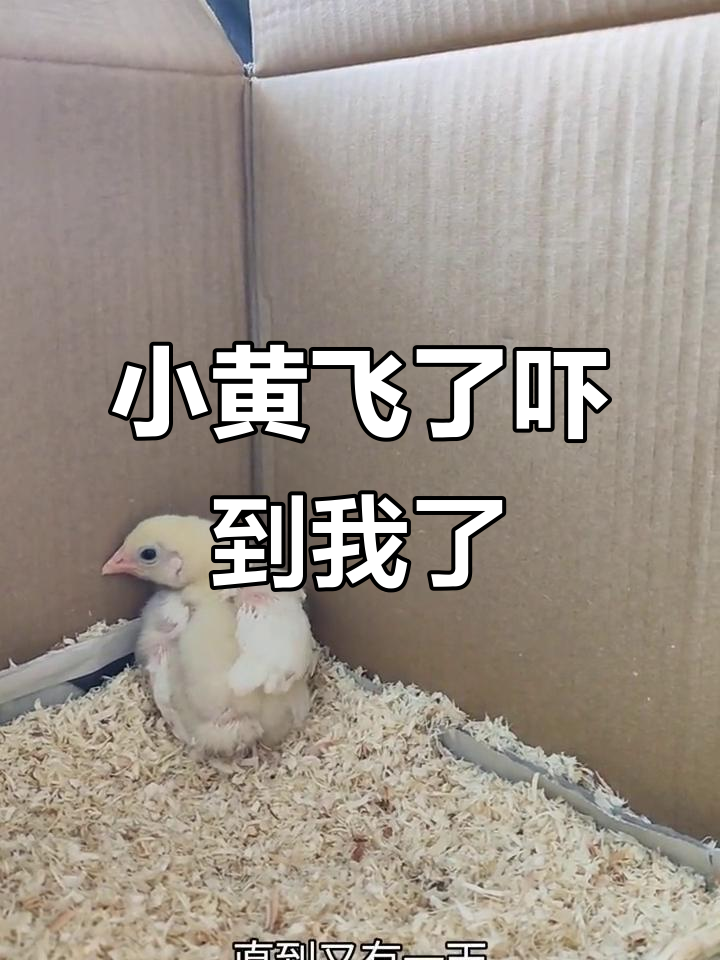 小黄鸡长翅膀后,天天扑我!它的飞行太搞笑了
