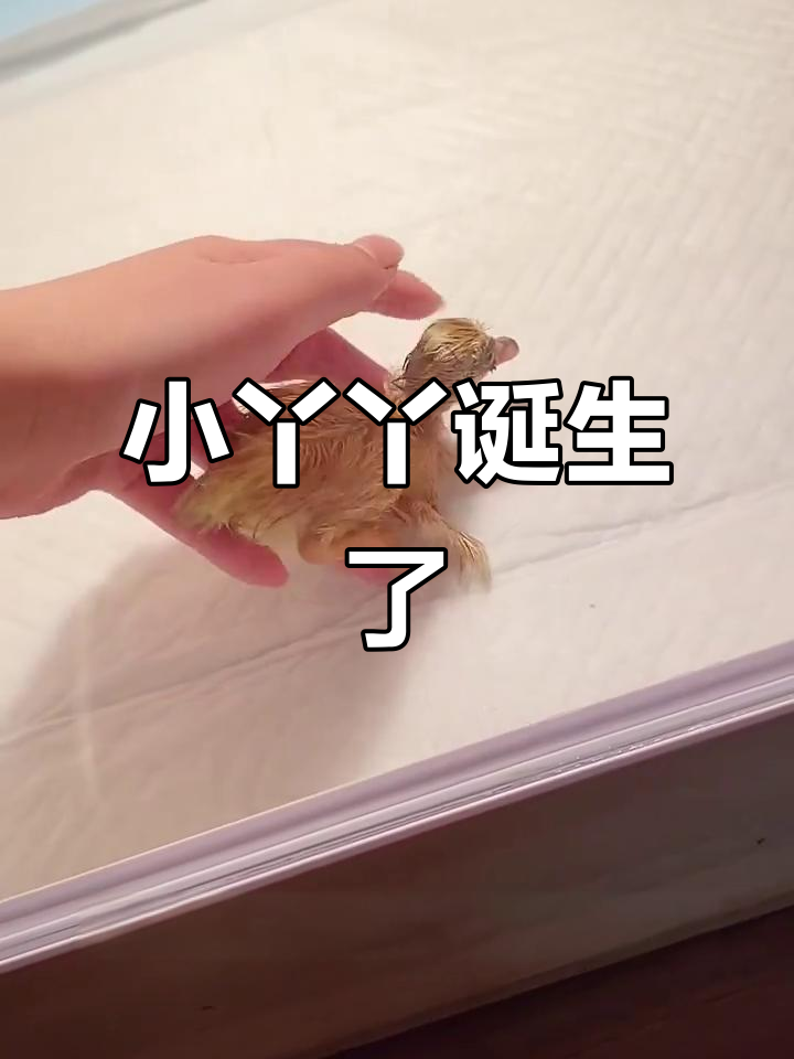 柯尔鸭出生,平安夜的小生命,取个名字吧!